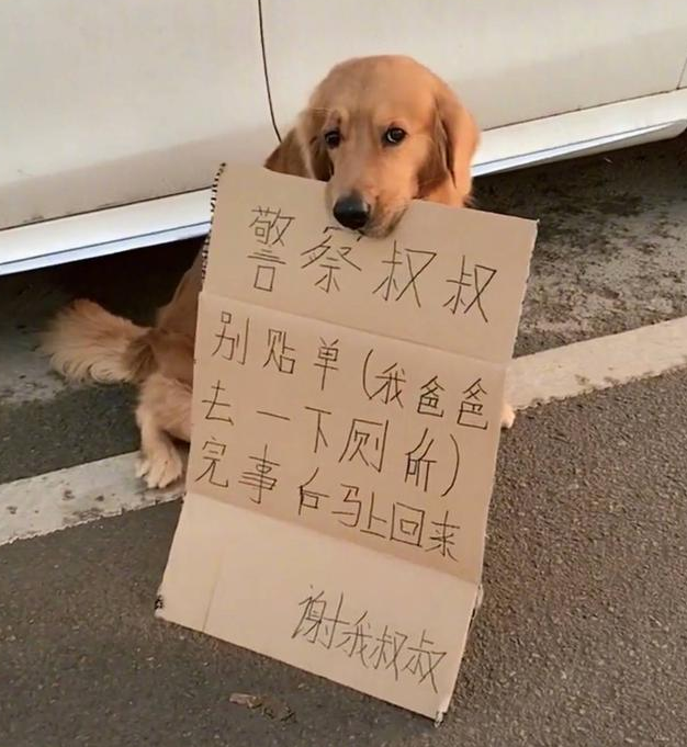 金毛蹲在车旁不走, 看到它叼着的牌子后网友笑喷: 狗还能这么用?