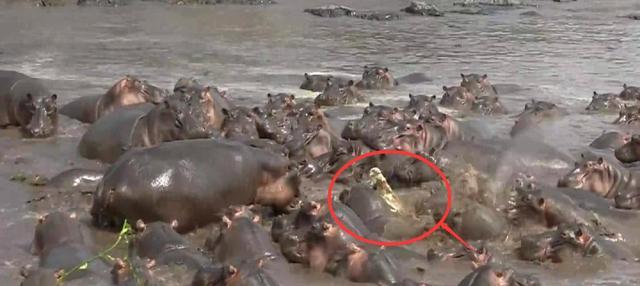 鳄鱼捕食河马, 反被家族团团围住, 接下来发生不可思议的一幕