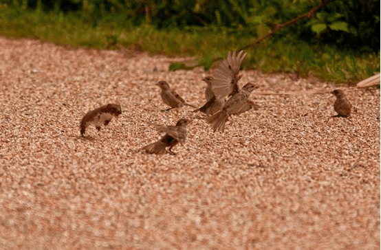 小黄鼠狼遇到大老鼠, 对决直接开始, 个头虽小却一点不吃亏
