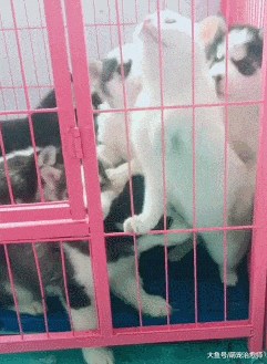 猫咪误入了一群小哈士奇当中, 结果被围观舔来舔去, 也太热情了!