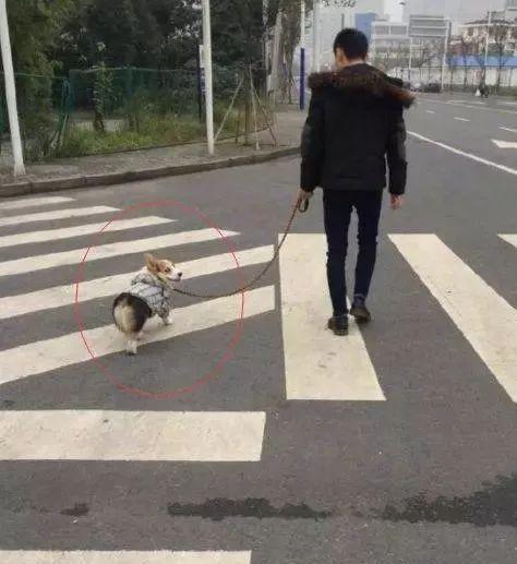 相处久了才发现, 原来狗才是“地表最强小三”!