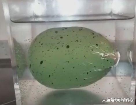 女子野外捡到一颗蓝色的蛋, 孵化出来后, 女子顿时乐坏了