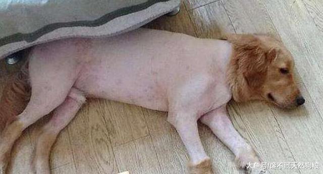 主人的这5种做法, 会让你家金毛犬很伤心、很失望!