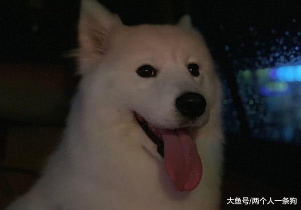 好天气妈妈带萨摩耶去洗澡, 软糖激动地把头伸出窗外, 妈妈: 做梦