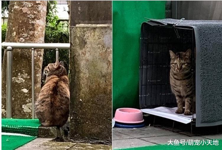 瘦浪猫被蜂螫成包子脸, 被网友救助后改运变傲娇肥猫