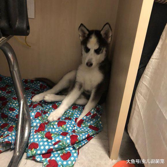 二哈不拆家, 但它没事总是欺负柯基, 柯基也不敢反抗