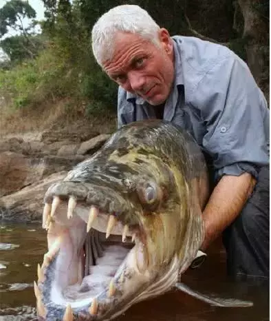 这10种恐怖动物, 呈现在你眼前, 哪一种会让你心跳加速?