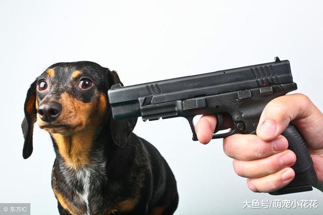 慢性“杀狗”的6件事, 你中枪了吗?