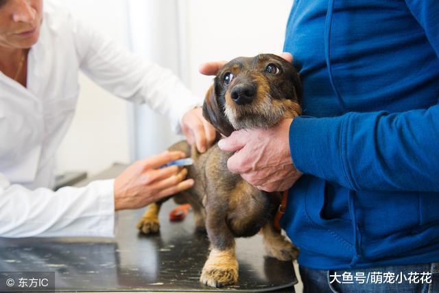 狗狗疫苗怎么打?