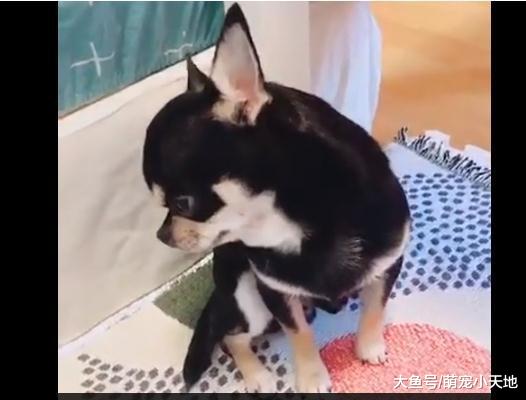 乱尿尿被凶, 汪扮成受虐儿全身颤抖伸出手讨握, 模样可爱又可怜