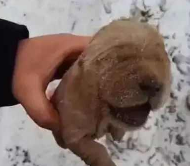 冰天雪地, 流浪小奶狗野外被冻成“石头”, 它只是想活过这个冬天