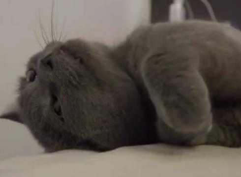 把蓝猫送去剃毛, 蓝猫却做出这个举动, 笑的美容师合不拢嘴