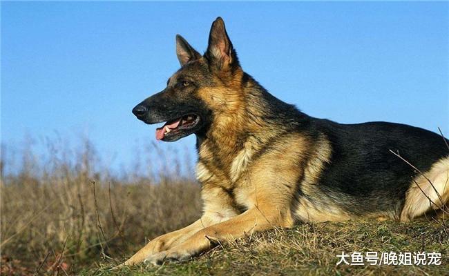 德牧那么优秀, 智商很高, 为啥城市里不让喂养? 原因有五个