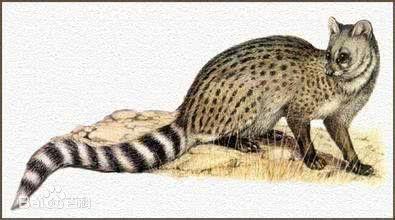 如今养宠物的多了, 养啥更有趣呢? 给你介绍8种妙趣横生的宠物!