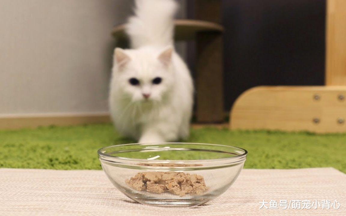 想要猫咪开心, 家里这4个地方要属于它!