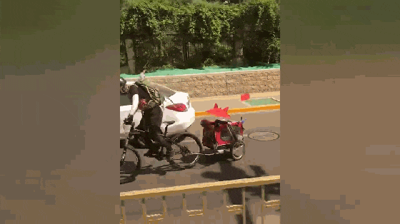 主人骑自行车带泰迪周游世界, 狗坐在车里探头看, 网友: 狗生圆满