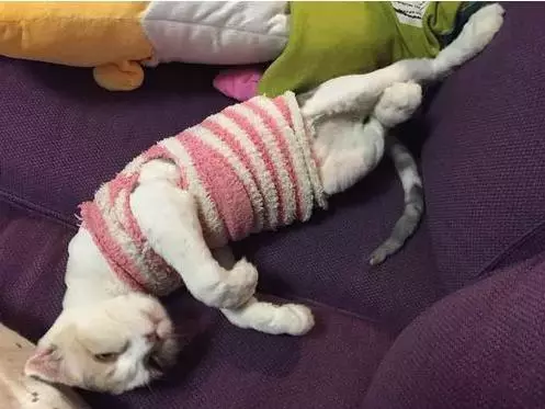 一铲屎官上传了喵星人剃毛前后对比照, 网友看了后爆炸了。真相却很感人!