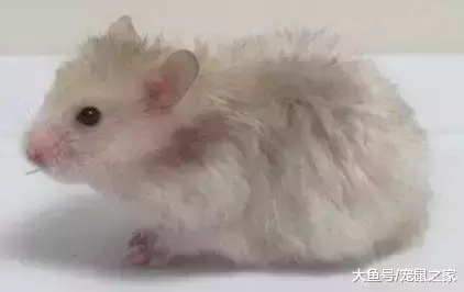 一文带你走进仓鼠世界: 仓鼠种类之叙利亚仓鼠(上)