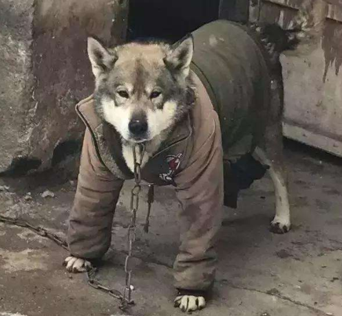 金毛: 我奶奶给我穿了条打底裤, 哈士奇: 我也是