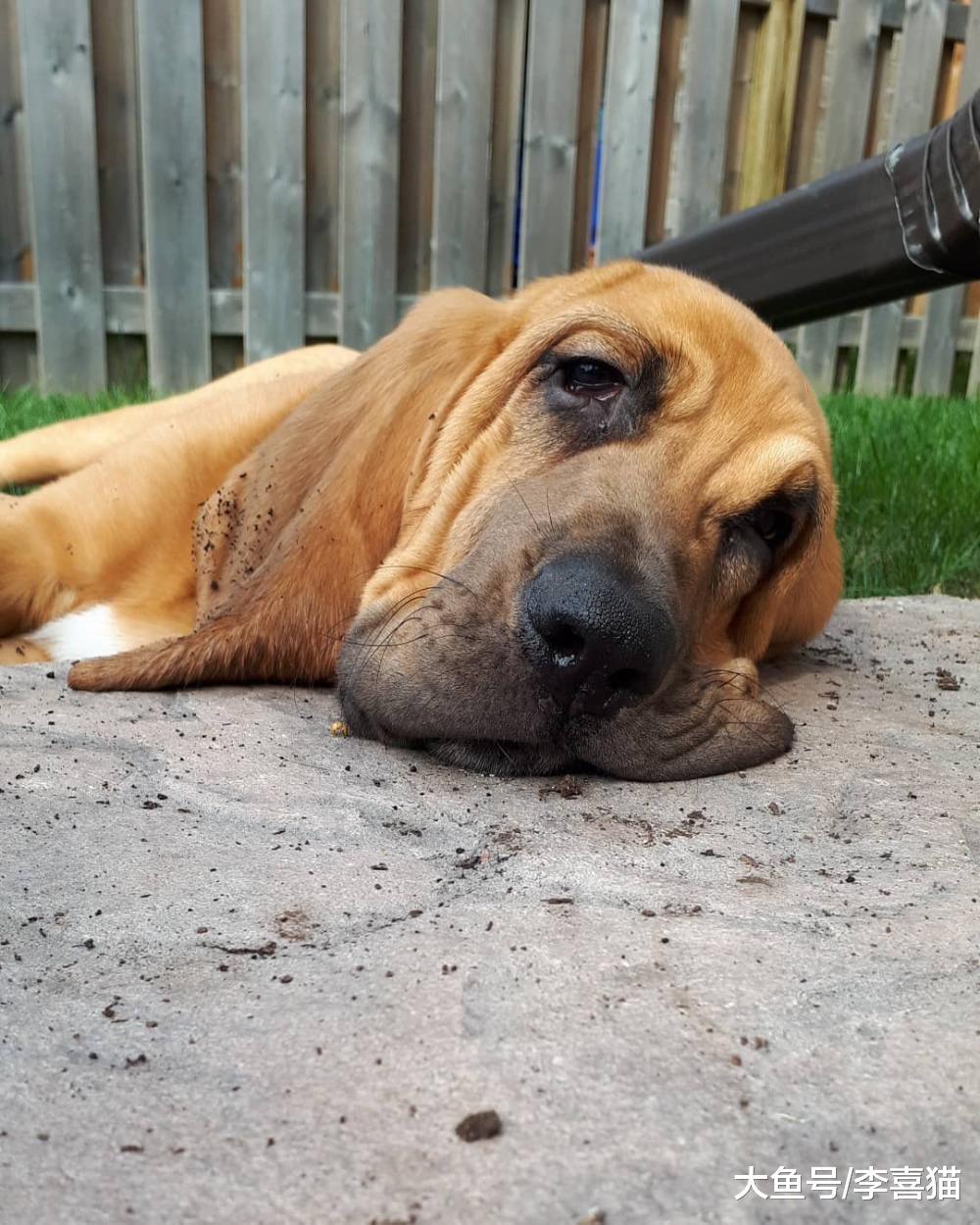 要问狗狗中鼻子最灵的是谁, 寻血猎犬说自己第二就没谁敢称第一了