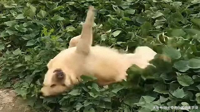 挖红薯的时候, 狗狗发脾气把红薯地都毁了, 估计下午要煲狗汤喝