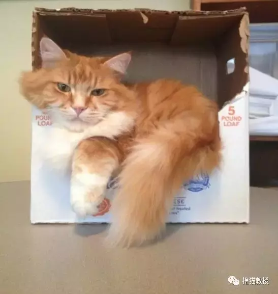 猫窝, 是对喵星人灵魂的侮辱