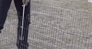 狗狗不喜欢男主人, 只粘着小姐姐, 于是主人想了个办法……