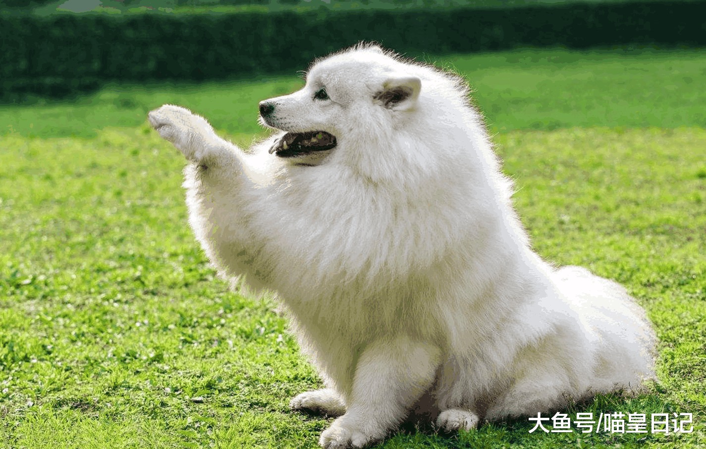 盘点最喜欢在主人面前撒娇的五种狗狗, 倒数第二只大家都看过!