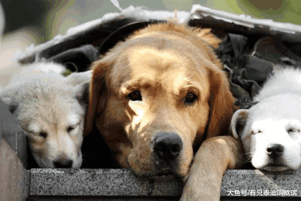 黄金猎犬背着小狗狗四处走看起来「超可爱」, 真相却让人超生气!