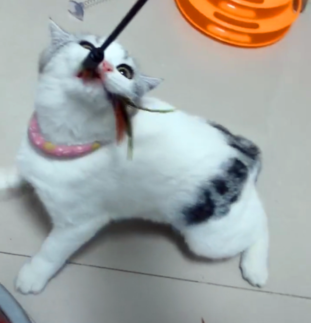 猫咪深夜打开水龙头, 主人被水流声吵醒, 起床时地面水已淹脚背…