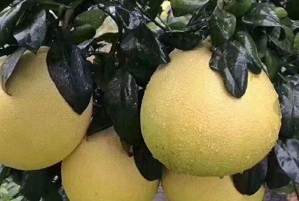 脾胃|让人倒下的不是病，而是无知，吃柚子的2大禁忌，大家来了解下！