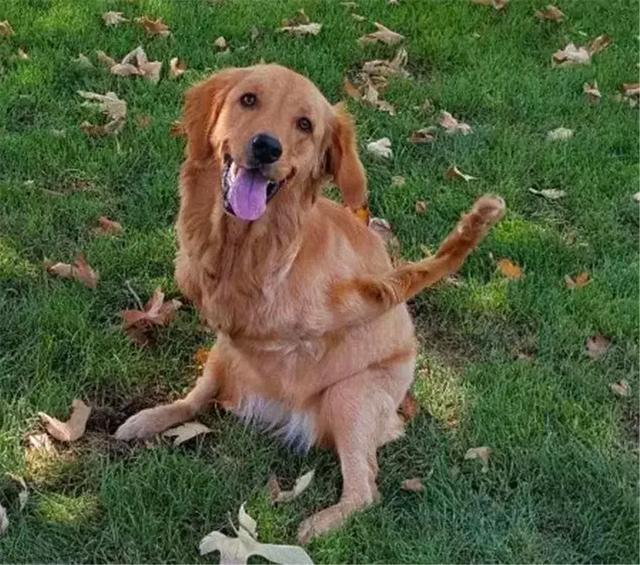 金毛前腿残疾似霸王龙, 主人坚持为爱犬治疗, 努力帮它学会行走!