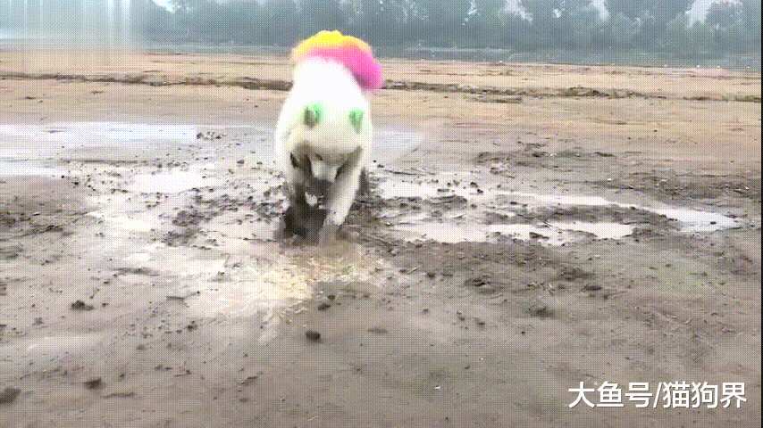 主人: 你尽管在泥巴里玩, 要是打你算我输! 萨摩: 那你要说话算话