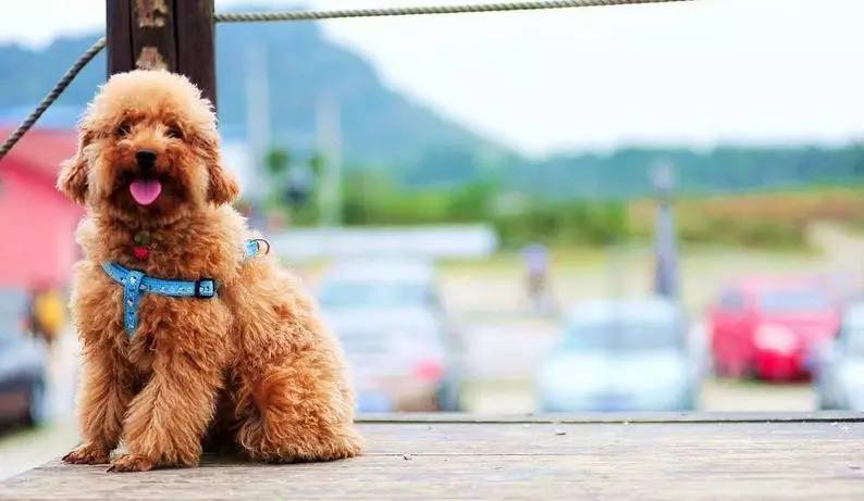 泰迪狗若是喜欢主人, 会有这6个表现, 绝对是真爱
