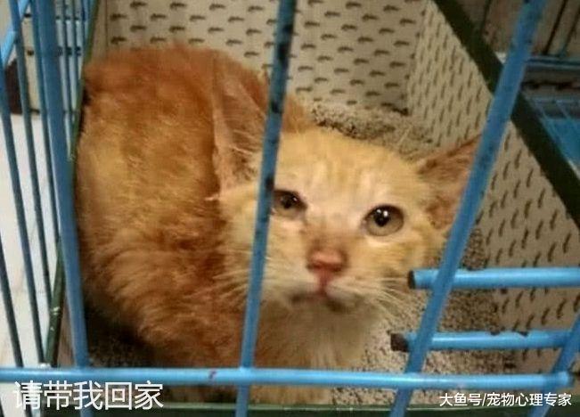 姑娘领养流浪橘猫, 但又丢弃在路边, 留下的东西却让人很暖心