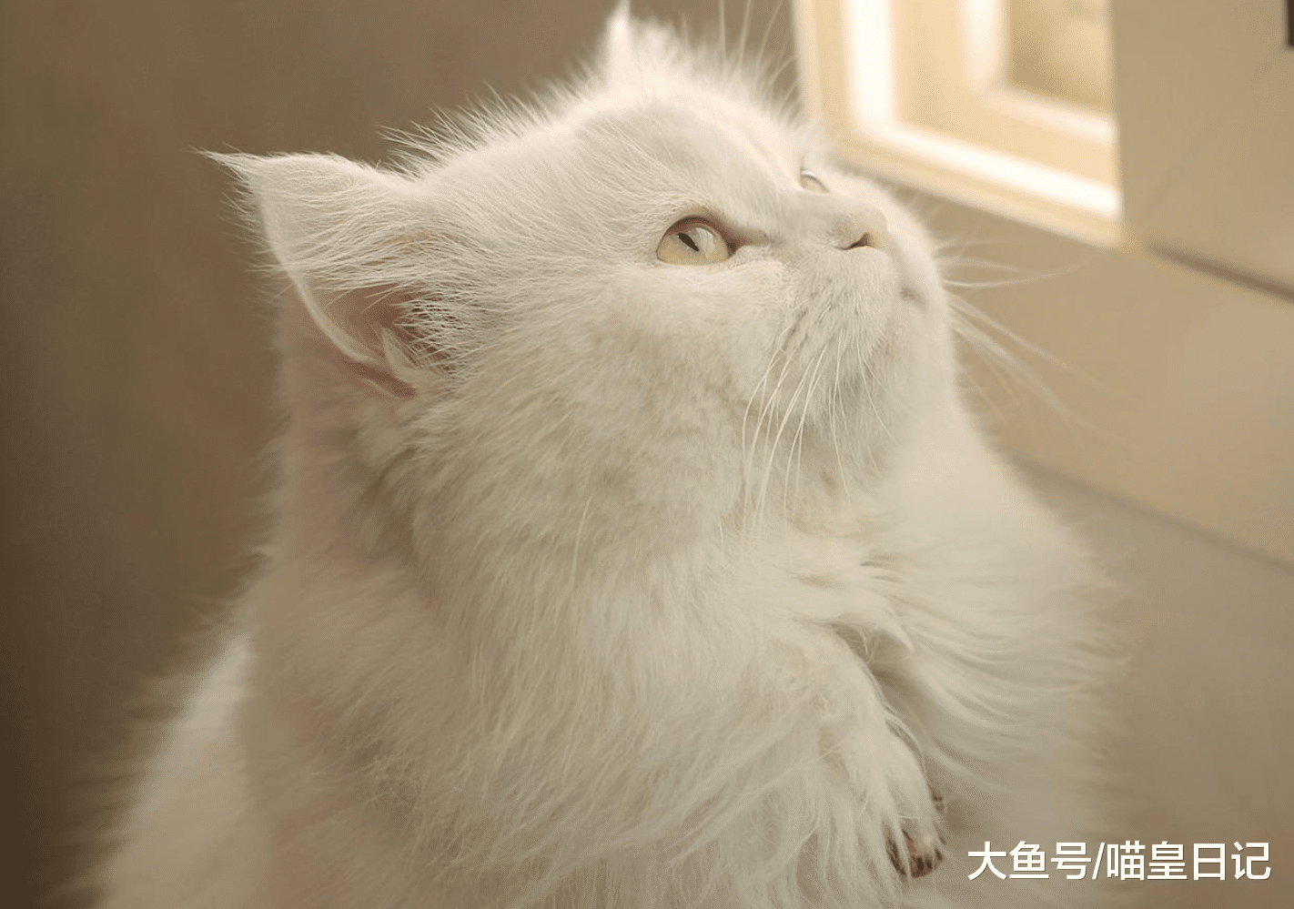 中华田园猫并不都是同样的性格, 不同颜色的喵星人有不同的脾气!
