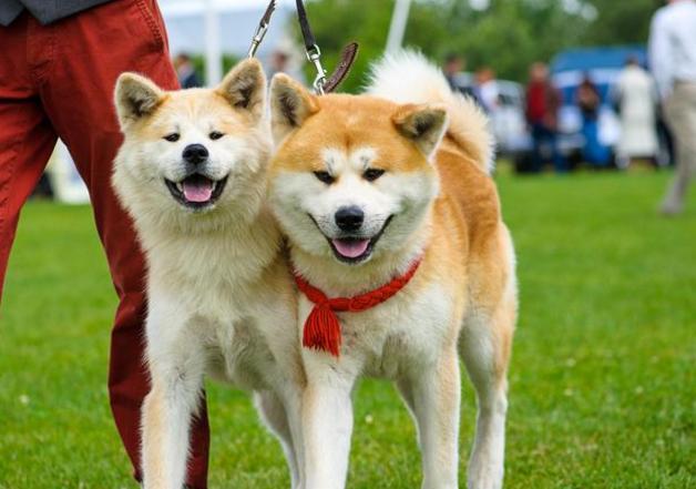 秋田犬价格昂贵的, 5个原因, 难怪都养泰迪犬!