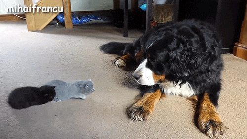 一个苦逼养狗人的年终总结.doc