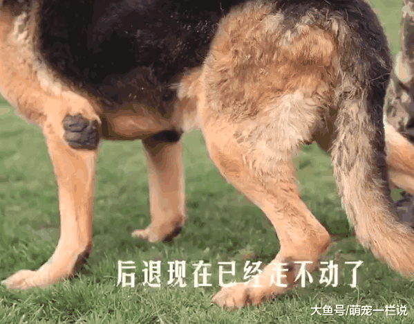 伟大的搜救犬——小虎, 曾在汶川大地震中定位了209名被困者
