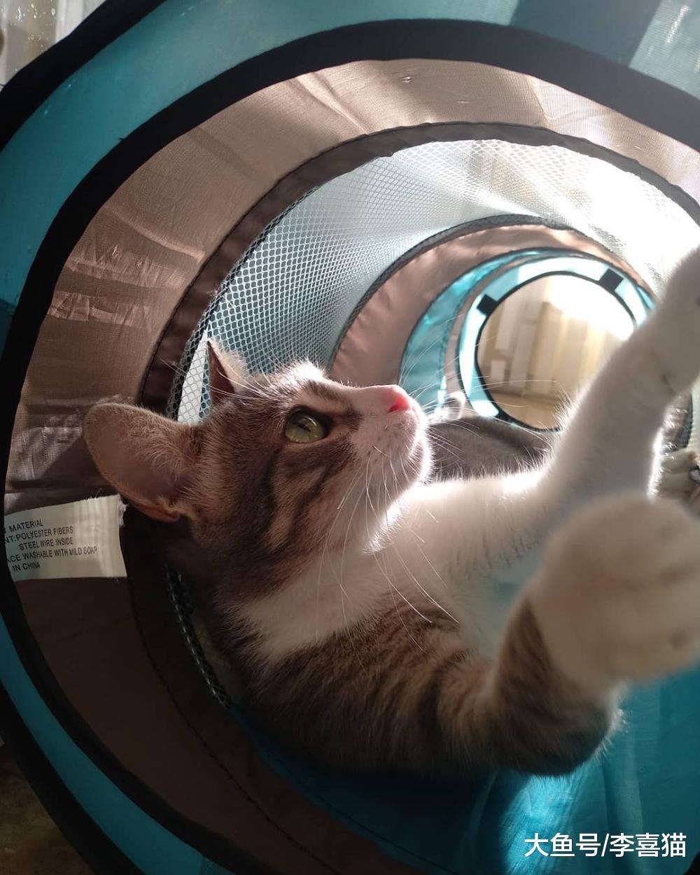 逗猫棒用完以后一定要收纳起来, 避免猫咪发生误食要防患于未然