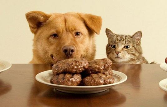 兽医劝告: 想狗狗长命, 最好别做这6件事!