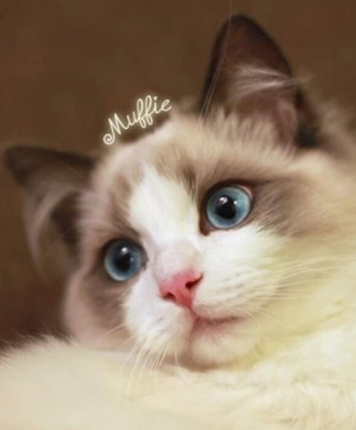 养一只布偶猫是种什么体验? 网友: 女友可以不要, 布偶猫必须留下