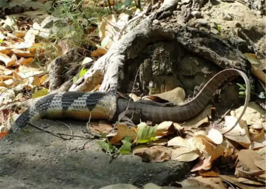实拍一条巨蜥偷吃蛇卵, 不巧毒蛇及时赶到, 将巨蜥生吞!
