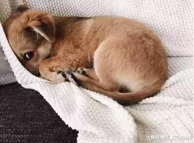 不可对狗狗做的6件事, 你做过几件?