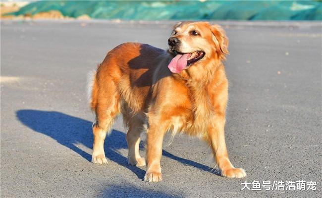 金毛生下一窝小金毛, 朋友拿去狗市去卖, 路人却不敢卖