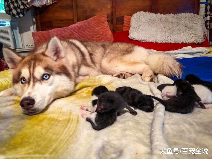 哈士奇不是二哈, 它在森林里救了7只垂死小猫, 成为它们的新妈妈