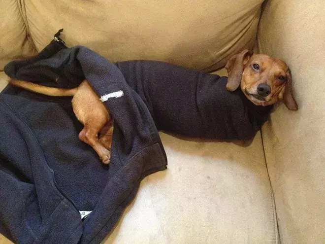 包裹得严严实实的可爱狗狗们