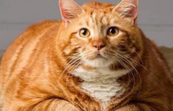 橘猫受熊孩子欺负, 躲到角落睡觉, 却因体积太大被熊孩子一眼找到