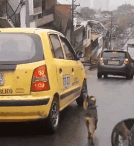 它追了主人整整20条街, “你怎么忍心抛下我…”