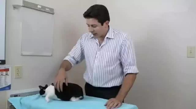 抱猫的三种正确姿势, 让撸猫更有技巧, 铲屎官免于被猫咪抓伤!